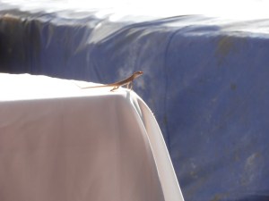 Look who else has come to watch the boxing!