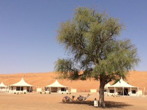 Desert Nights_camels