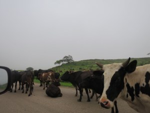 Loved coming across this. Why not rest in the middle of the road?